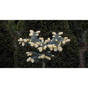 Dygioji eglė (Picea pungens) &#039;Bialobok&#039;